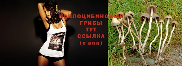 сатива Арсеньев